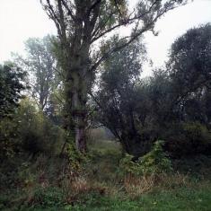 Topol černý