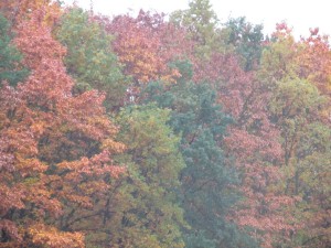 Jaké barvy namíchal v přírodě podzim