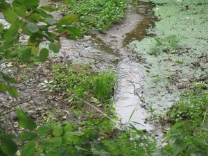 Anička