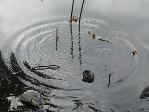 Rozárka