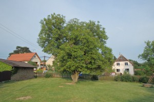 Ořešák královský
