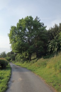 jasan ztepilý