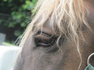 Lenčino oko s blonďatou kšticí