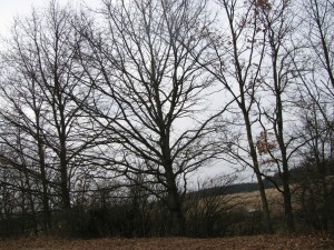 Anička