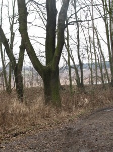 Terezka