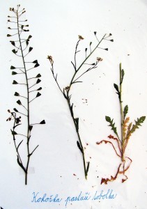 Herbář