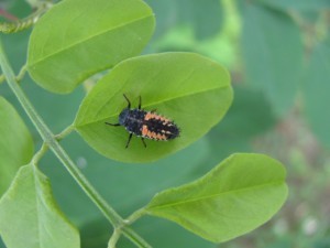 larva slunéčka
